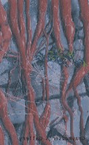 reversed background section