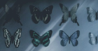 small butterflies screencap